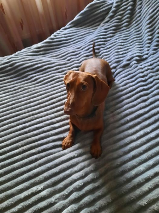 Карликовый такс для вязки