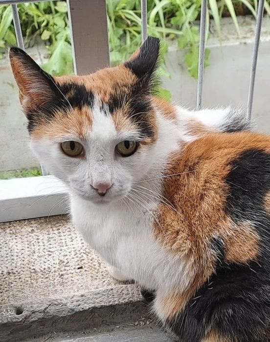 Gata e Gato para adoção responsavel