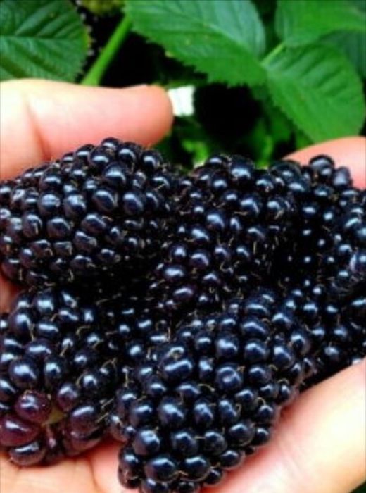 Ежевика  Малина ...