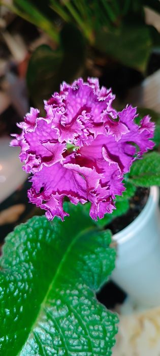 Skrętnik streptocarpus kwitnąćy  Dem-Korall