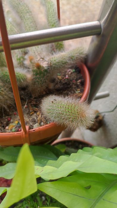 Cacto rabo de raposa