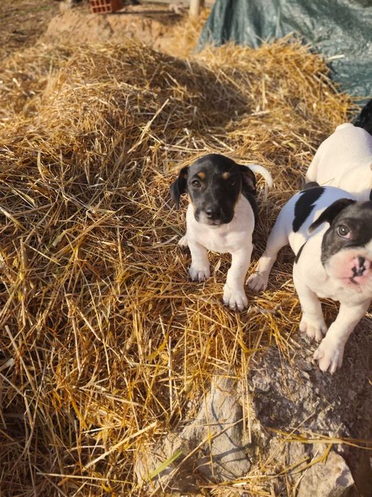 ..Jack Russell..Macho