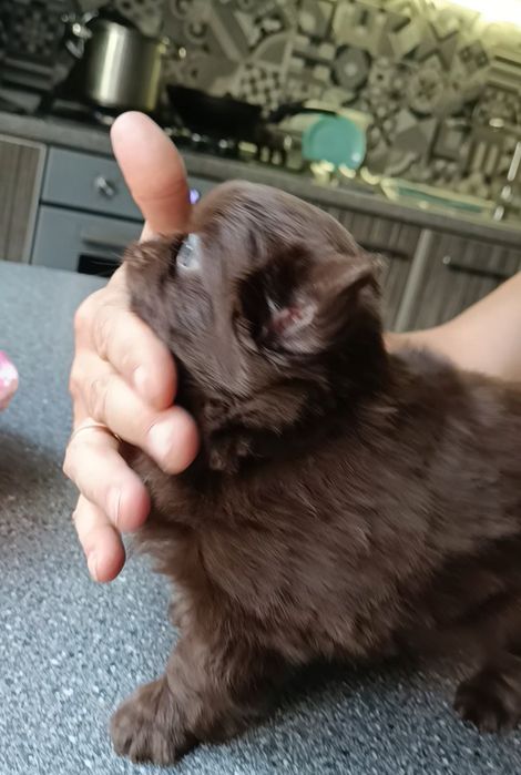 Сладкий шоколадик