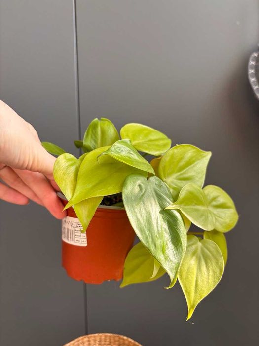 Філодендрон Лемон Лайм / Scandens Lemon Lime