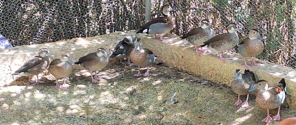 Faisões Lady e Dourados e Patos Ring Teal 2025