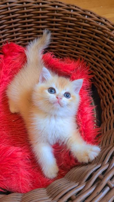 Самые красивые золотые шиншиллы