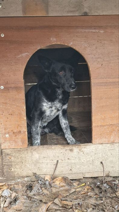 2 дівчинки 9 міс, стерилізовані, привиті двічі