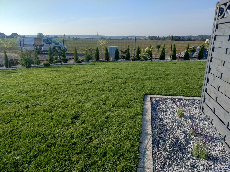 Trawa z rolki Barenbrug, Plantacja ok. Lublina, Trawa w rolce