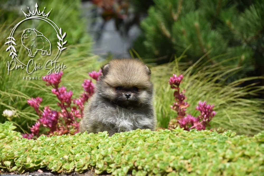 Szpic miniaturowy Pomeranian ZKwP FCI suczka