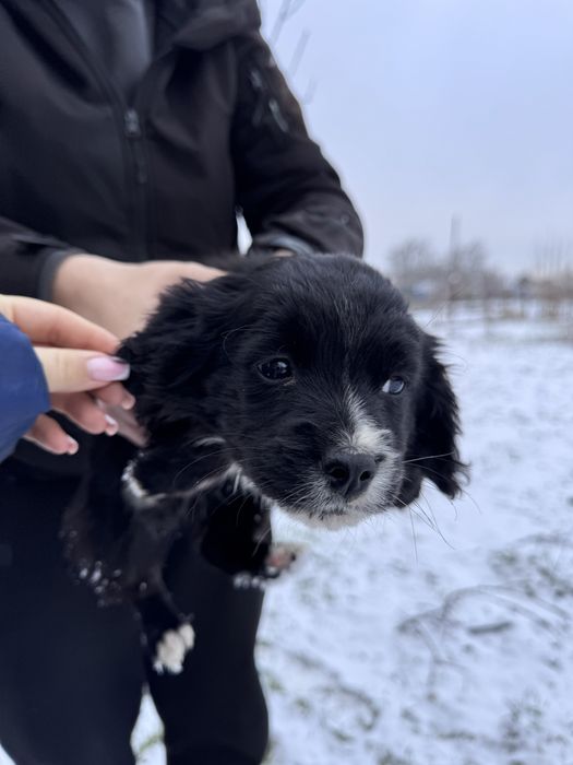Отдам в хорошие руки щенков,метис спаниеля