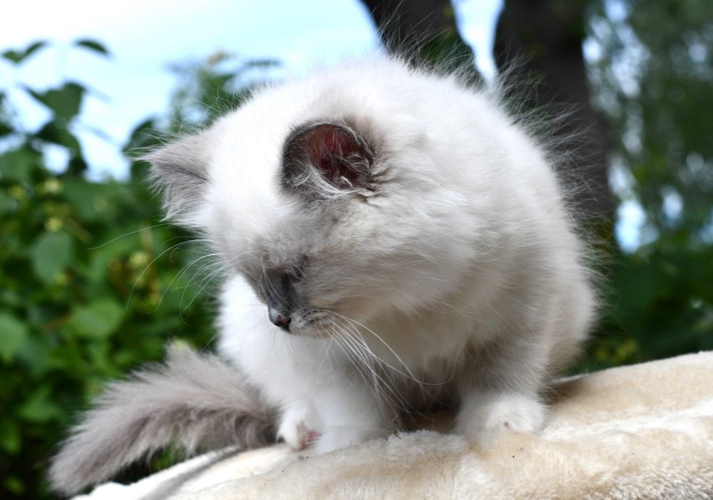 Ragdoll kotka LILLY