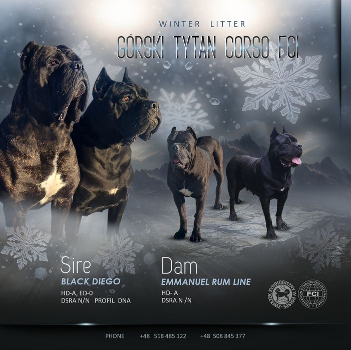 Cane Corso Italiano Zkwp FCI