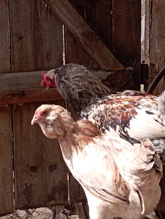 Jaja lęgowe kur marans i araukany