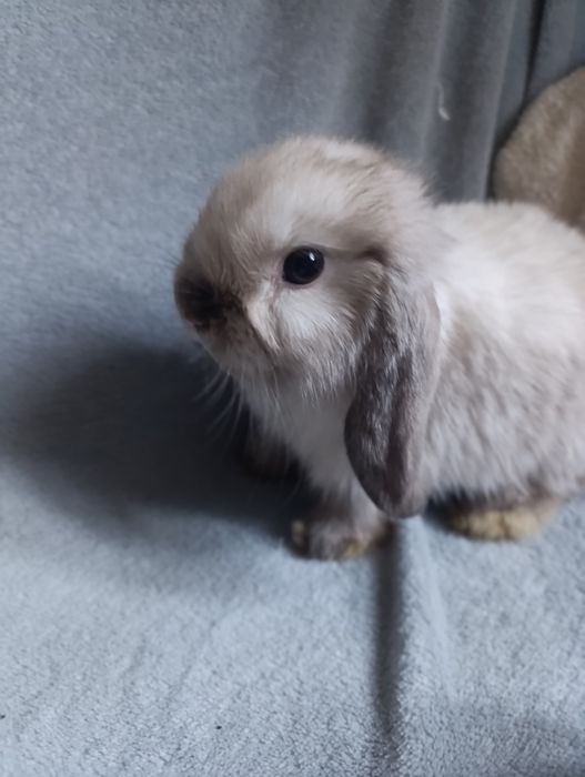 Króliki mini lop - samiczka seal point rezerwacja