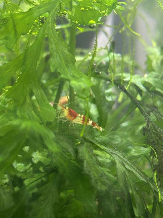 Krewetki red crystal