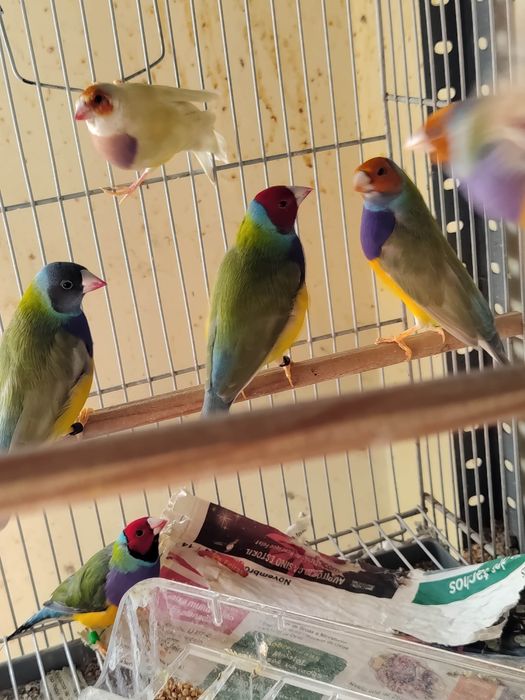 Diamantes Gould machos