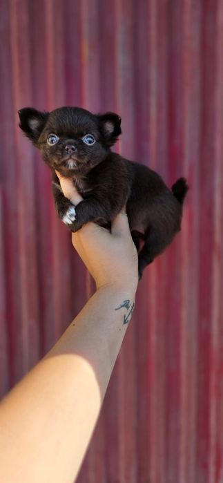 Maravilhosa Fêmea! Chihuahua Pêlo Comprido