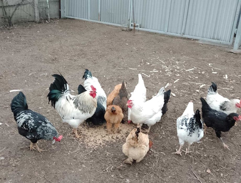 Koguty młode sprzedam