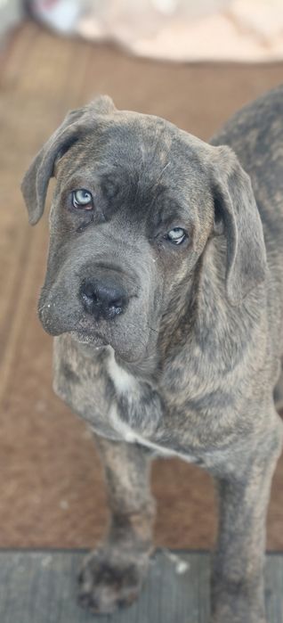 Кане карсо дівчинка 3,5 місяці