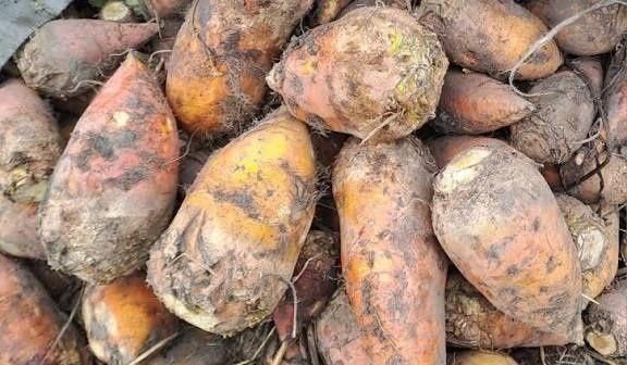 Продам буряк кормовий