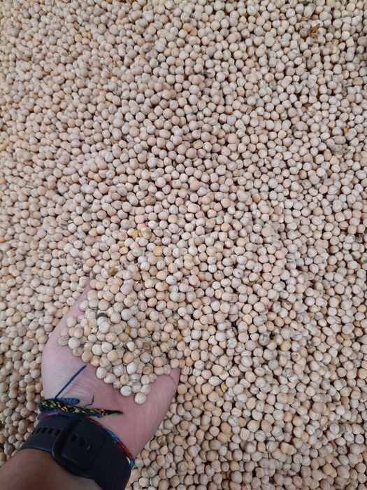 Groch jary siewny- jadalny