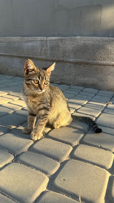 Кошенята Безкоштовно