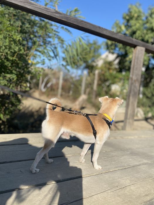 В’язка (чихуахуа, хлопчик) 1,7