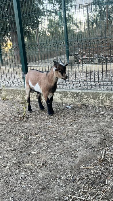 Cabrito anao macho
