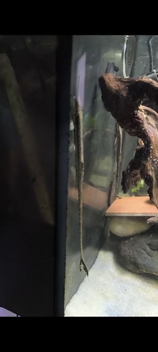 Farlowella accus adultas