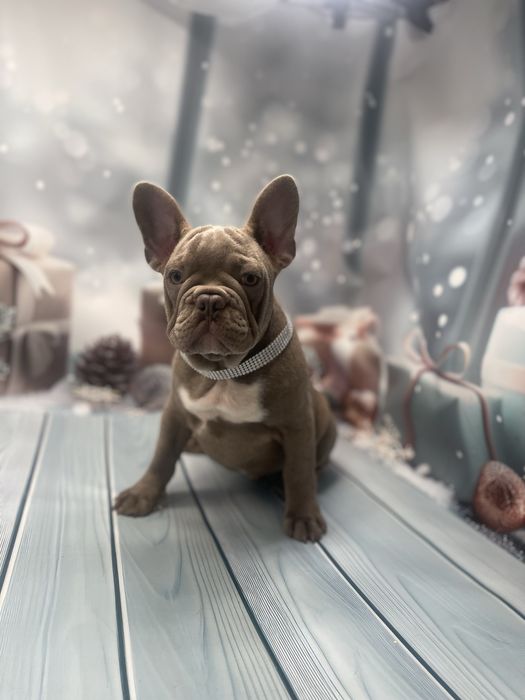 Изобеловый малыш французкого бульдога