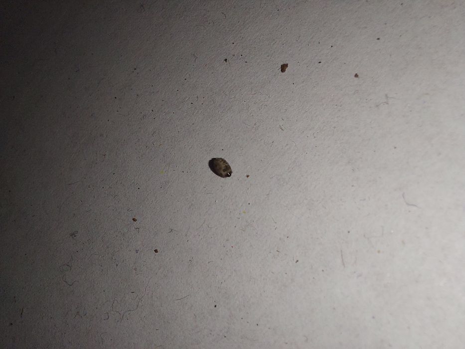 Jajeczka patyczak rogaty