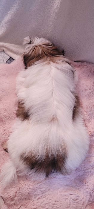 Shih Tzu biało- czerwony chłopczyk