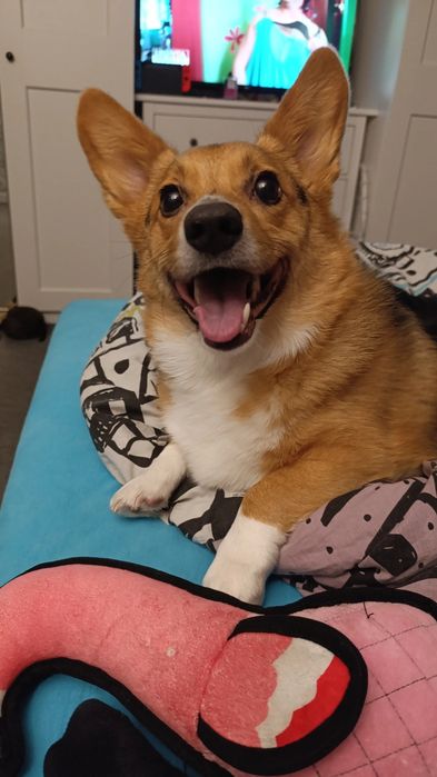 Petsitter, opieka nad psem, opieka nad kotem, opieka nad zwierzętami.