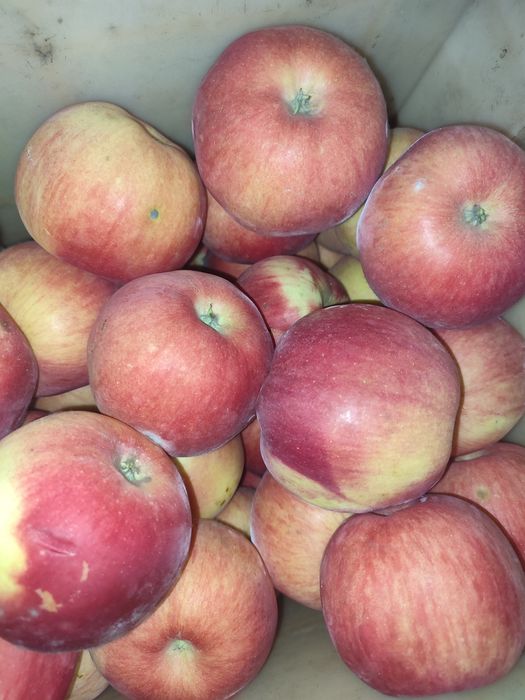 Яблука, морква домашні