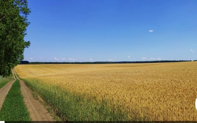 Продам пай 6 га Київська область.