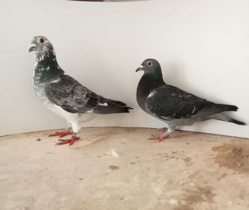 Lindo pombo correio de fundo