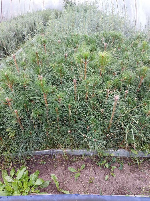 Sosna czarna sadzonki