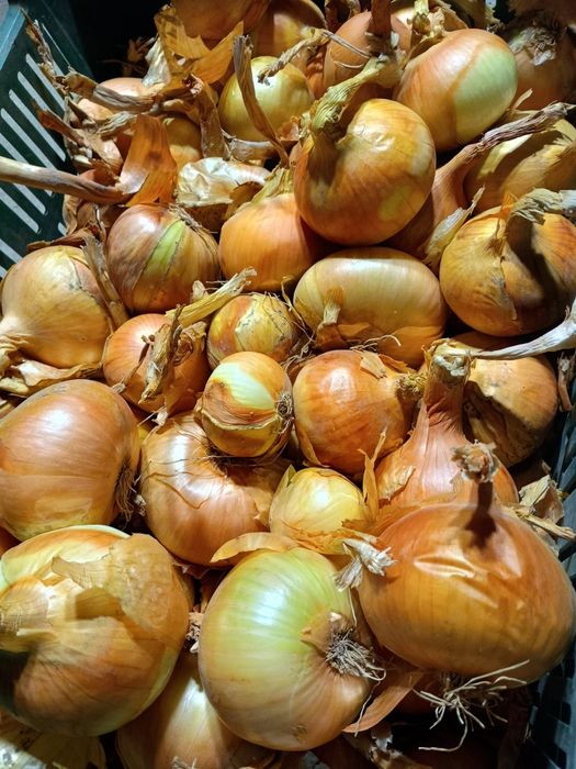 Cebula mix wielkość