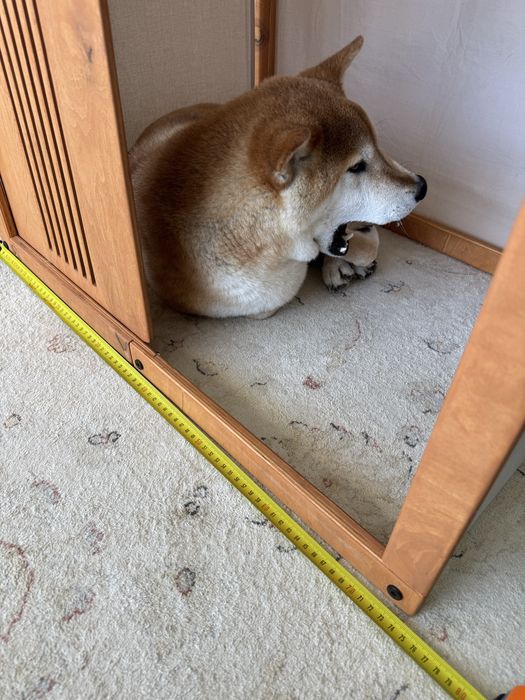 Casinha de madeira artesanal para cão