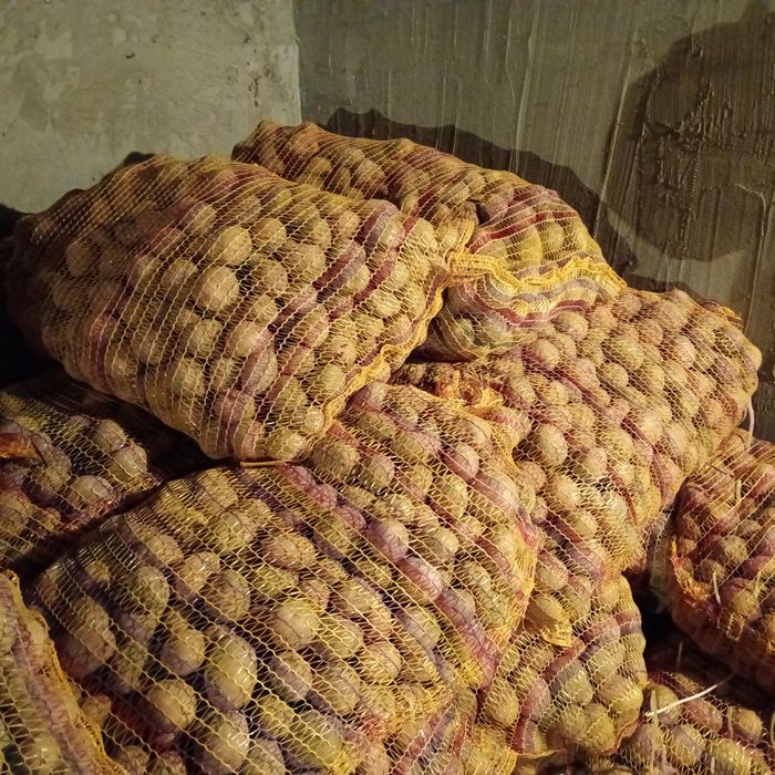 Ziemniaki Irga Wielkość sadzeniaka