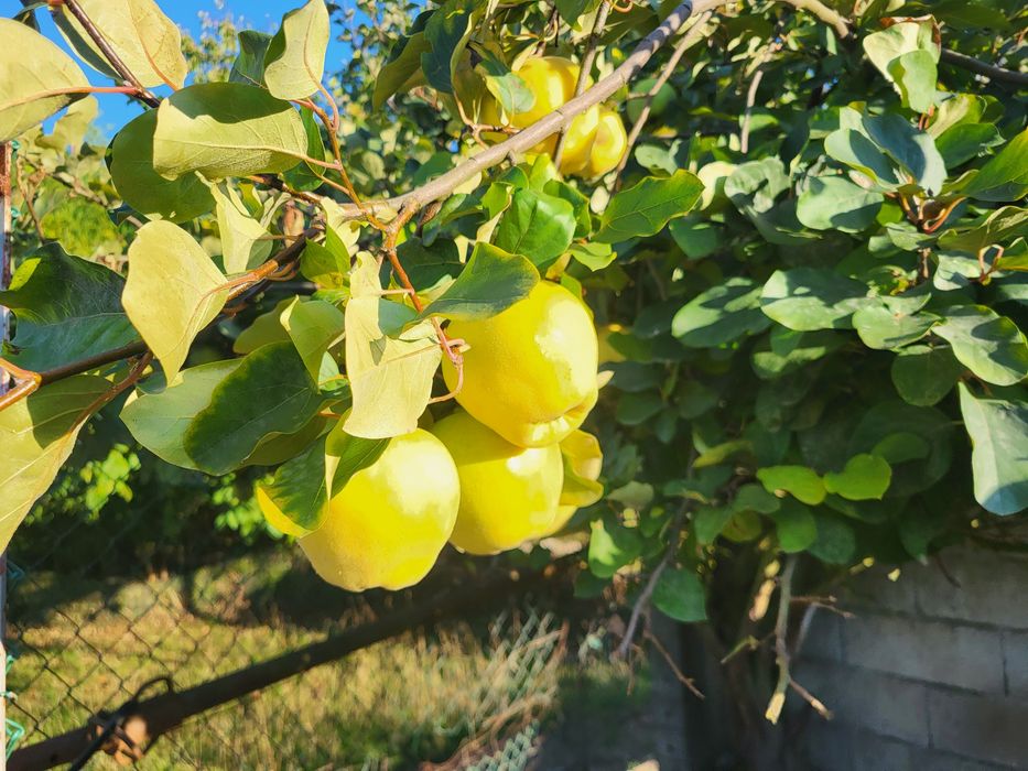 Marmelos colheita 2026