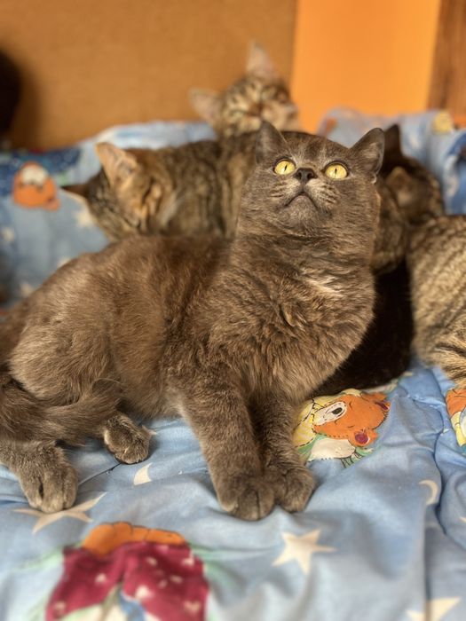 Пепельный мальчик 5-6 мес