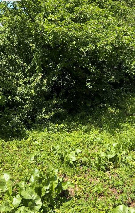 Земельна ділянка в Підгірках