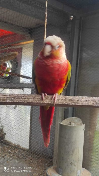 Pyrruras e rosicoller para criar á mão