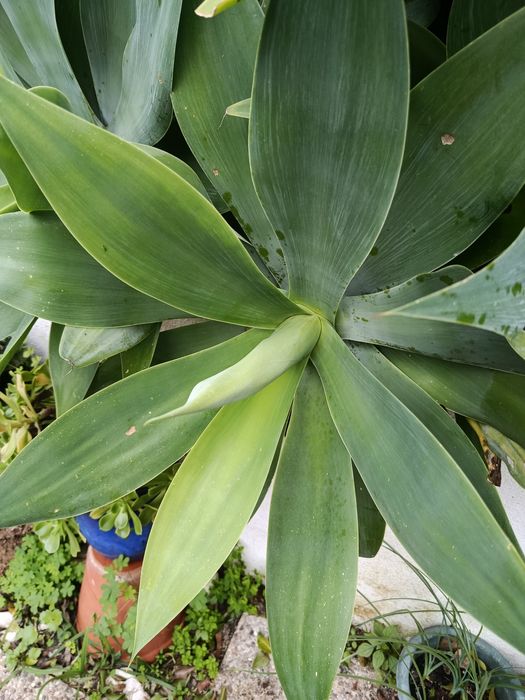 Agaves grandes para jardim