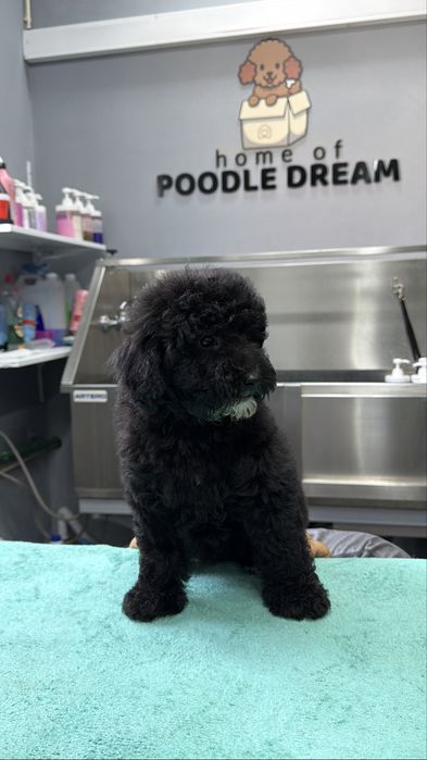 Imperdível!!! Linda puppy de Caniche/Poodle medio procura novo dono!!!