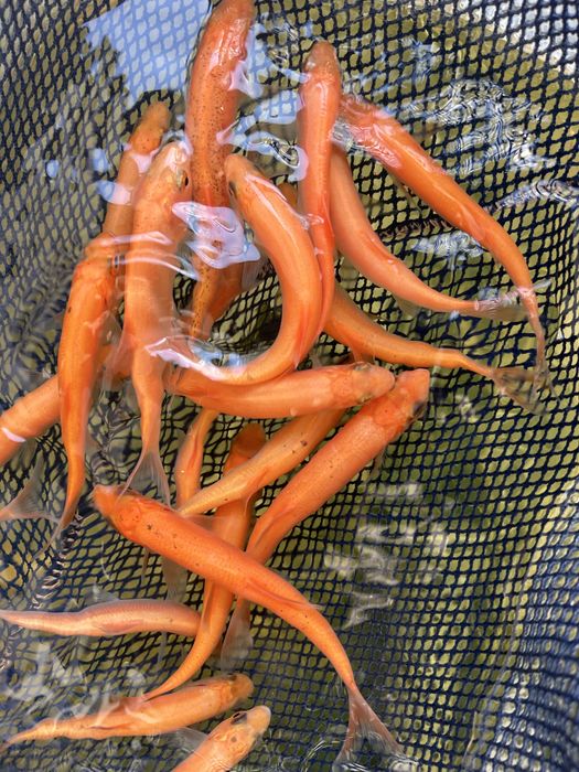 Amury narybek amura amur czysty staw ryby kroczek