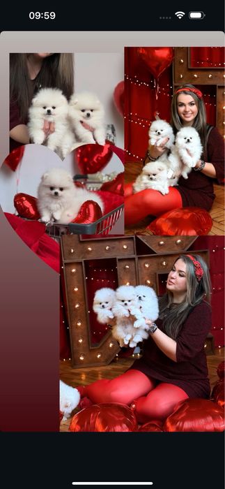 Супер найкраший подарунок. SUPER VIP mini цуценята померанські шпіци!