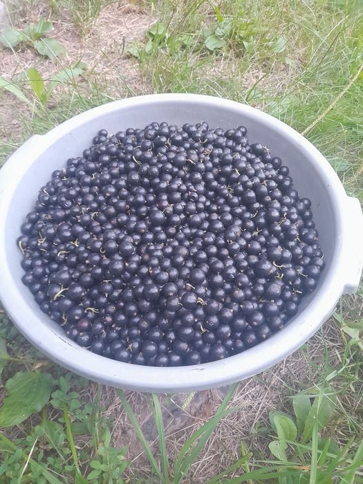 Чорна смородина смачна та стигла