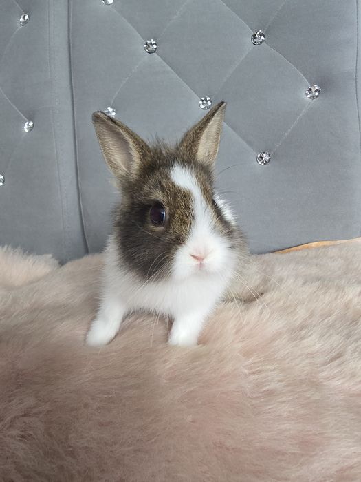 Królik króliczek miniaturka lwia